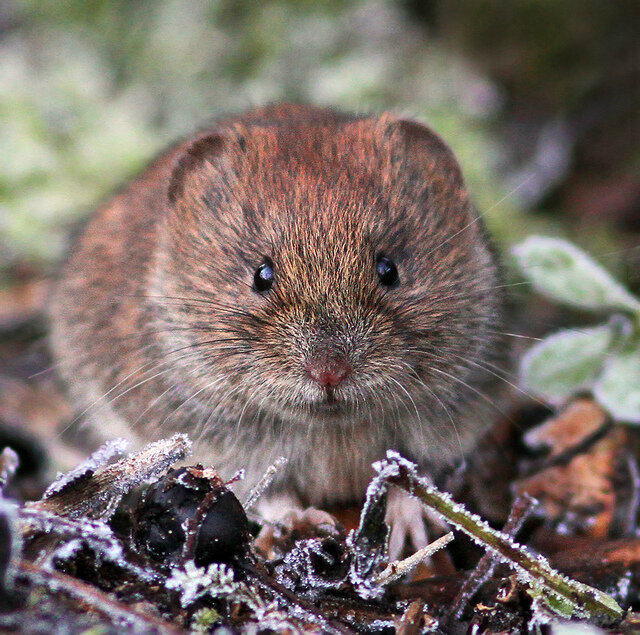 Обыкновенная полевка (Microtus arvalis Pall.).