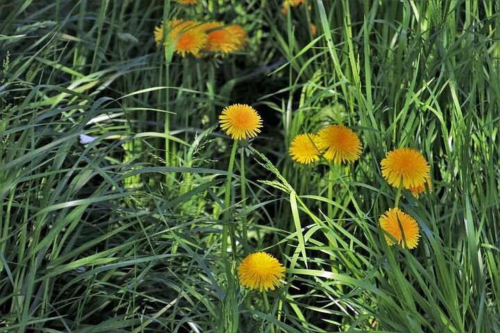 Фото из Pixabay