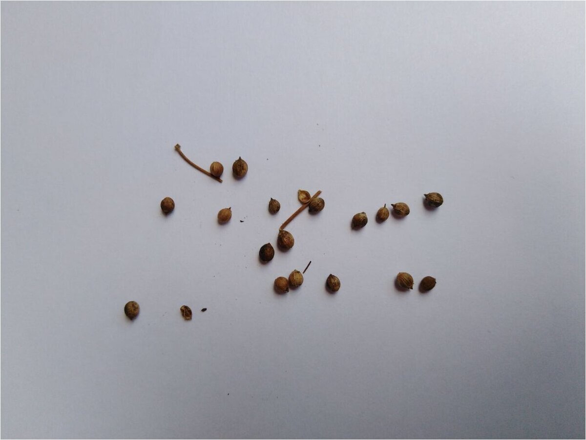 Семена кинзы "домашние", условно бесплатные.