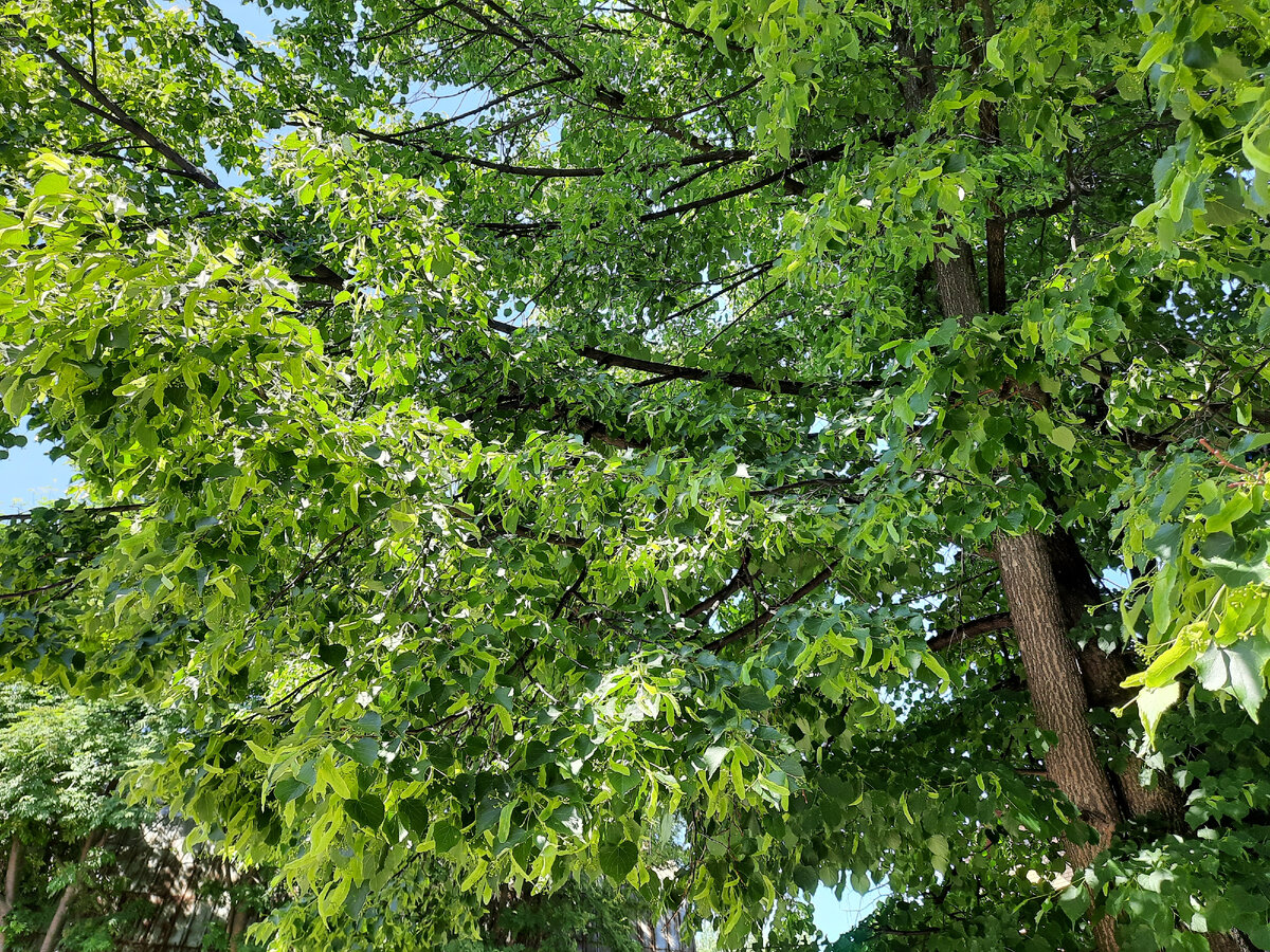 липа цветет