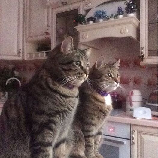 Кот Макс и кошка Вива