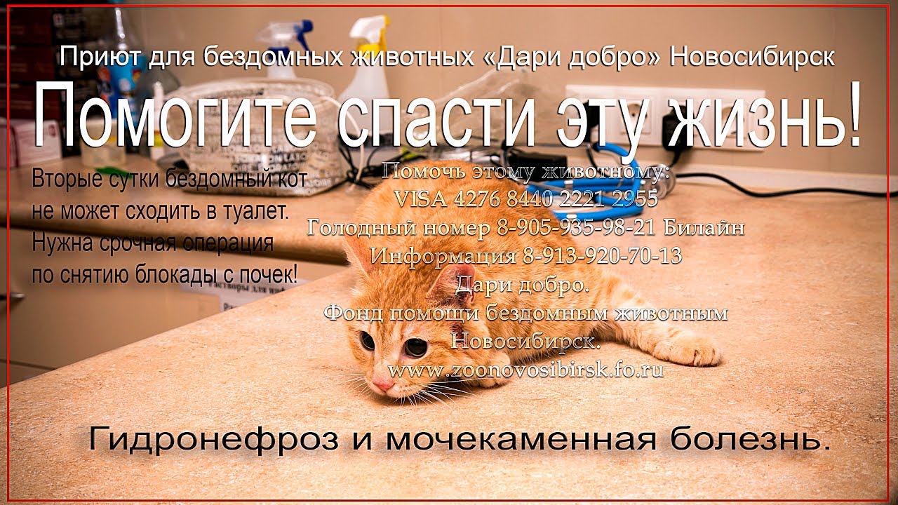 Гидронефроз у кота | Мочекаменная болезнь | Спасаем кота | help the cat