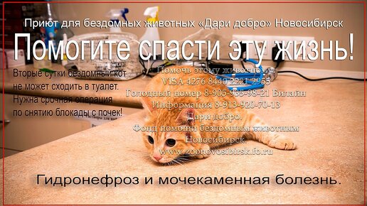 Приют дари добро нск