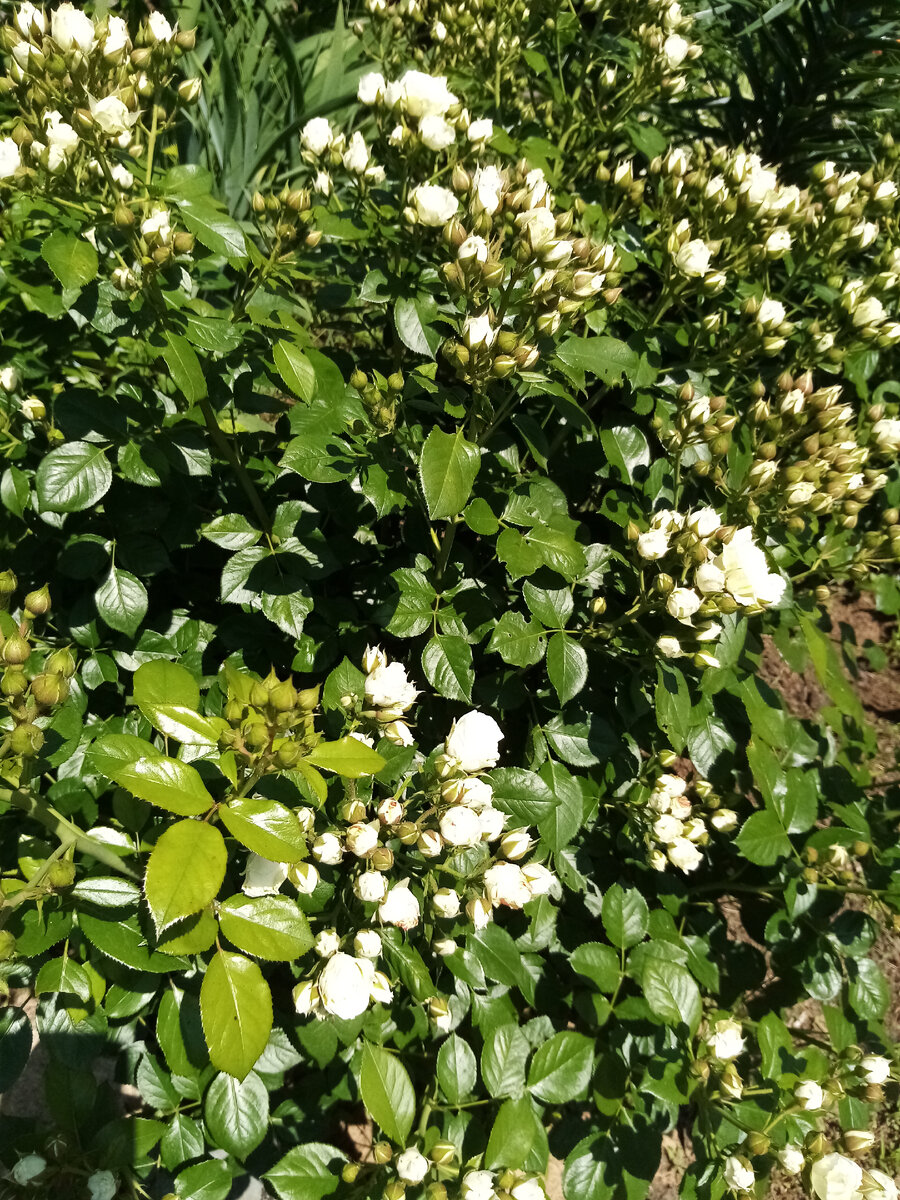 Фото из моего сада