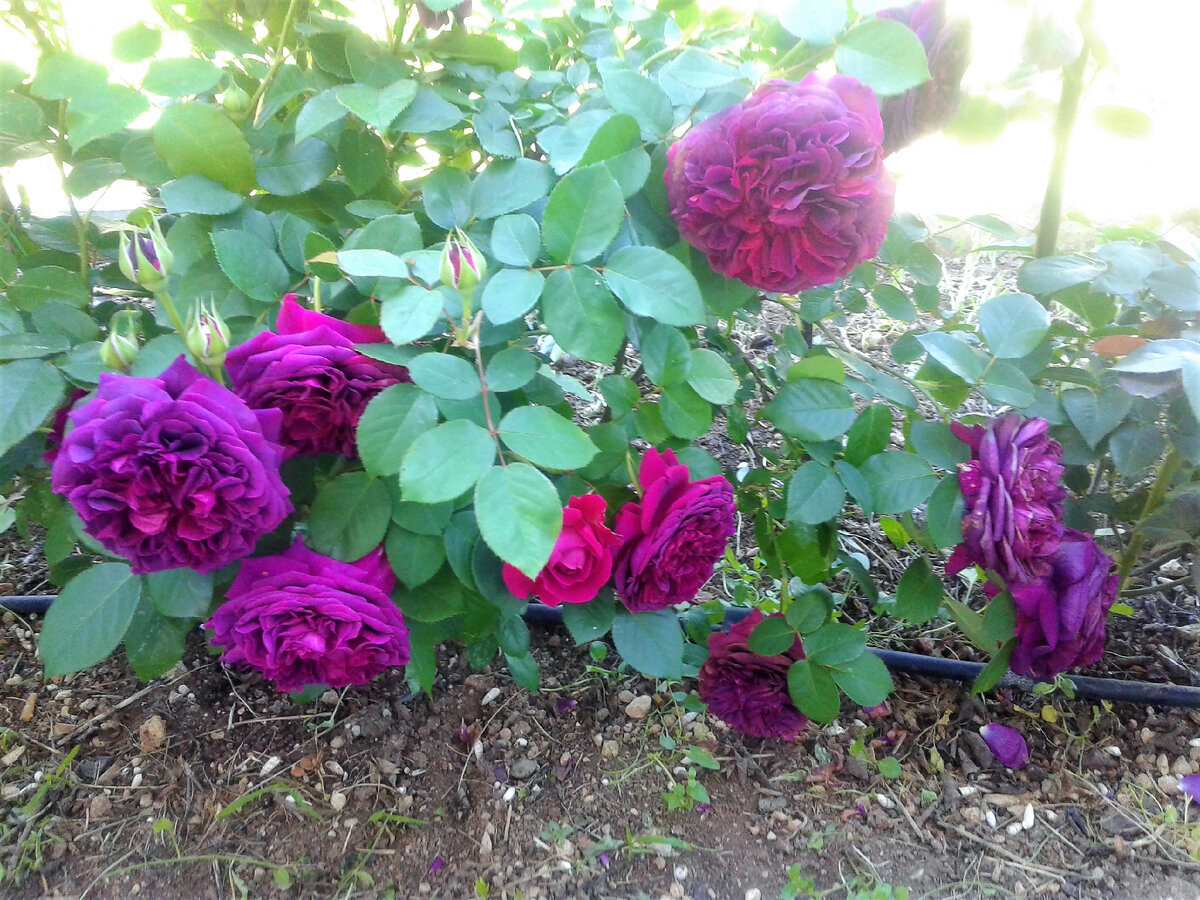 William Shakespeare 2000 11.06.21