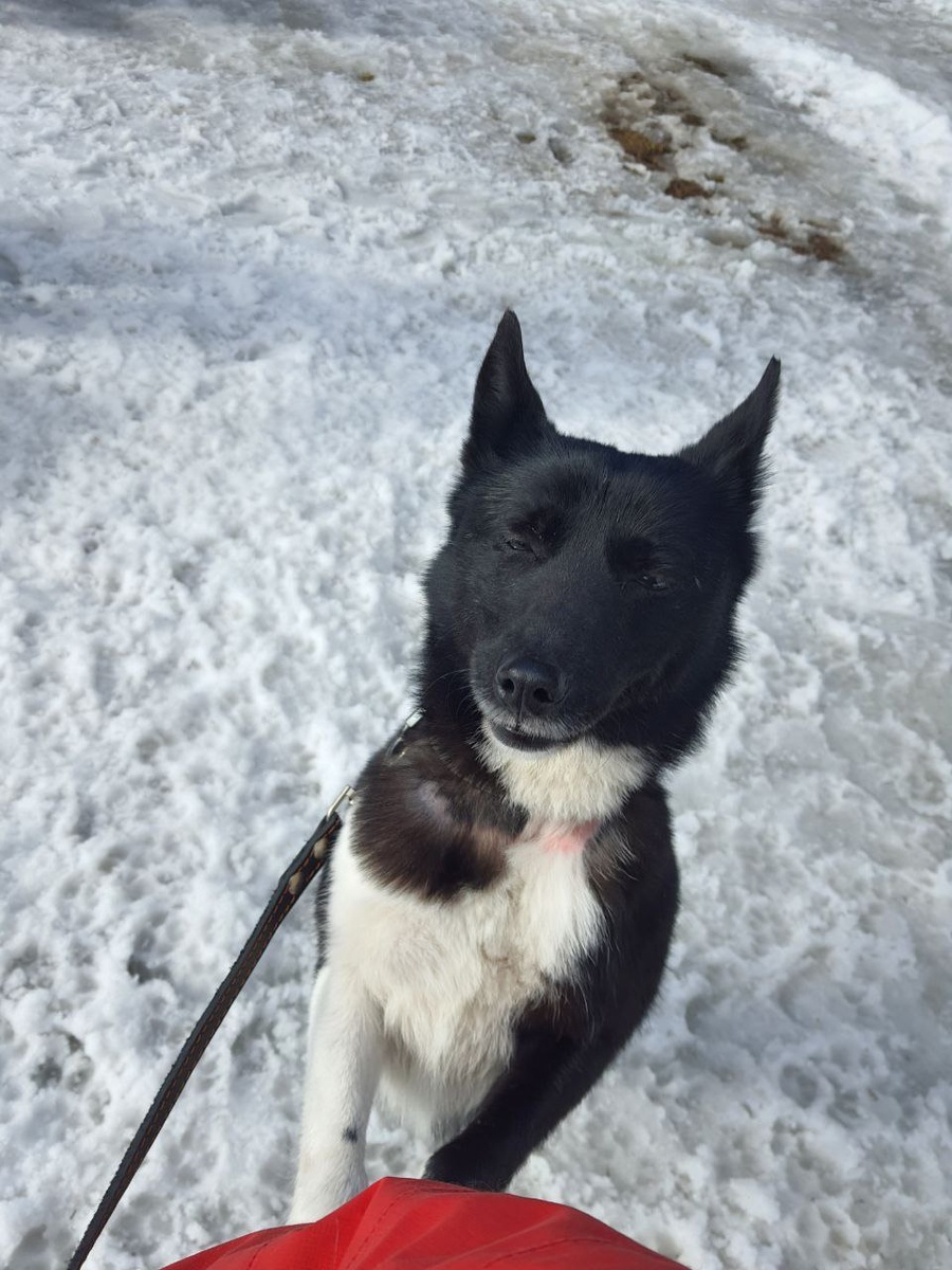 Плохой ошейник может очень круто вытереть шерсть!