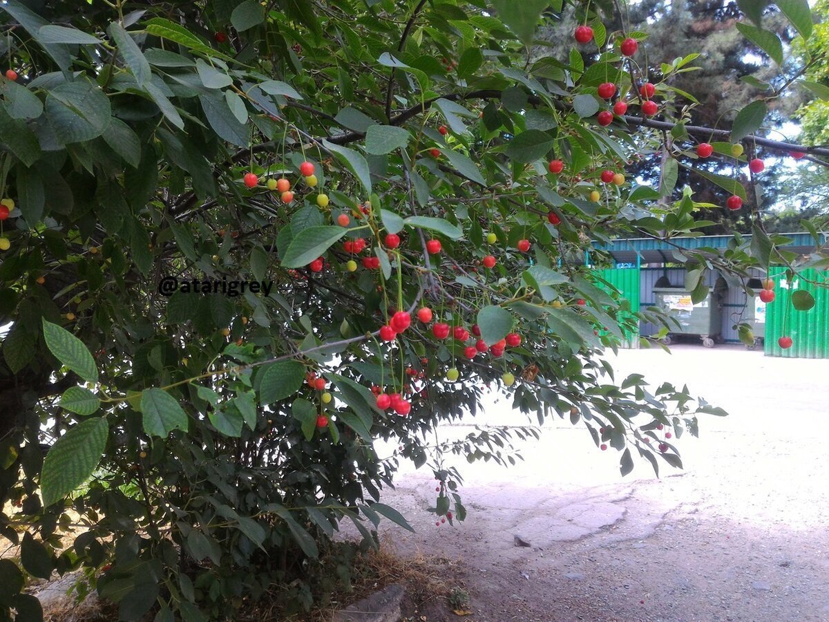 Созревающая вишня в Симферополе, в июне. фото Atarigrey