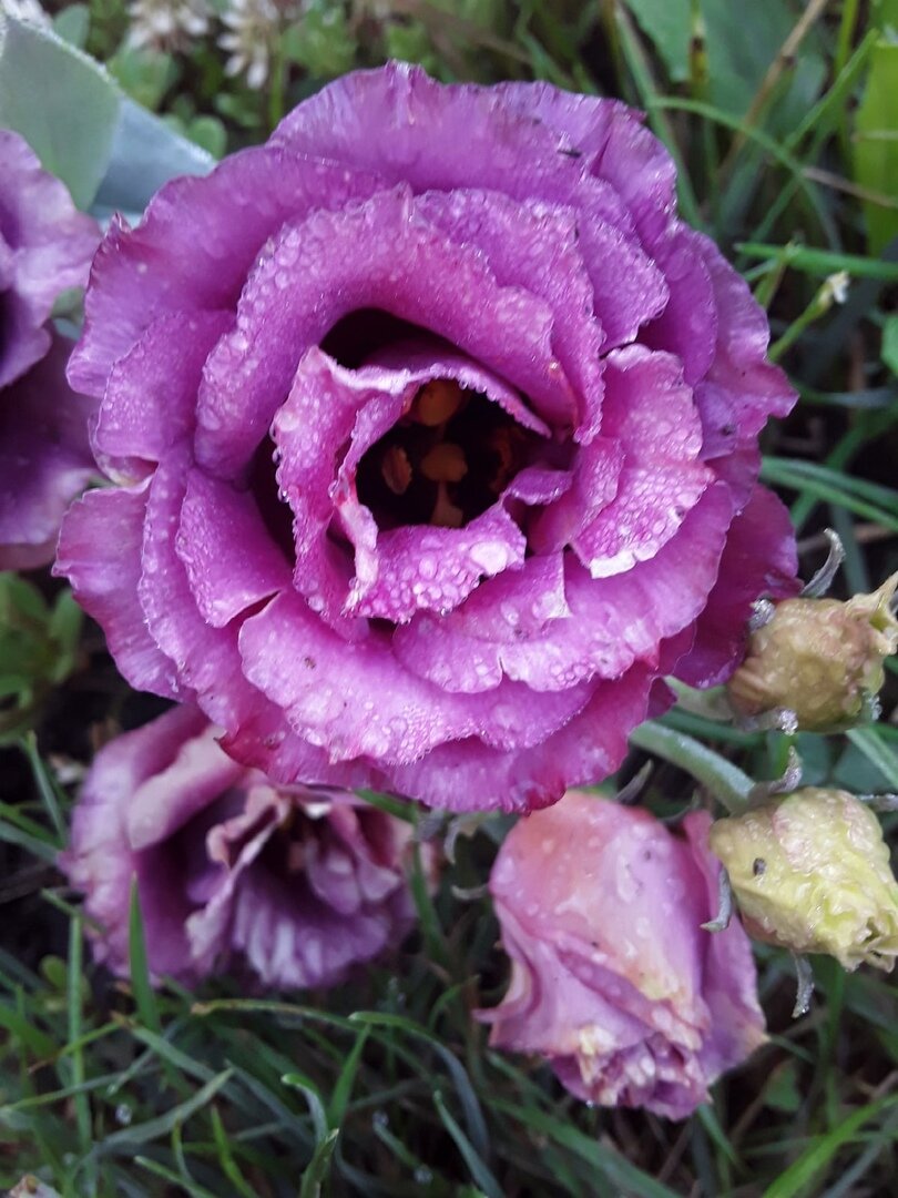 Эустома в моем саду