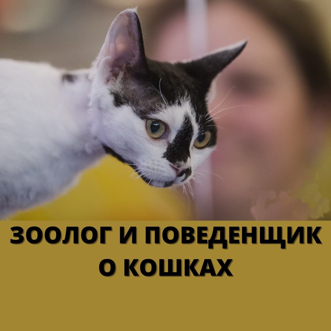На фото: воспитание кошки, поведение кошки, советы специалиста, Екатерина Кастрицкая