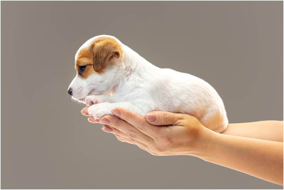 <a href='https://ru.freepik.com/photos/dog'>Dog фото создан(а) master1305 - ru.freepik.com</a>