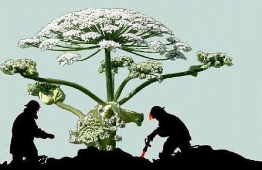 Рисунок из интернета: https://www.computerra.ru/wp-content/uploads/2022/07/giant-hogweed-gb98c4fd23_1920-1536x1034.jpg