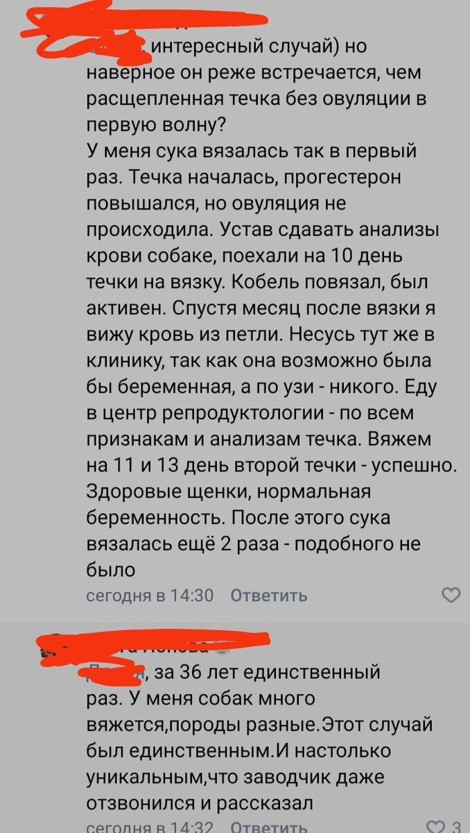 Как проходит течка у собак: симптомы, когда начинается и заканчивается, периодичность