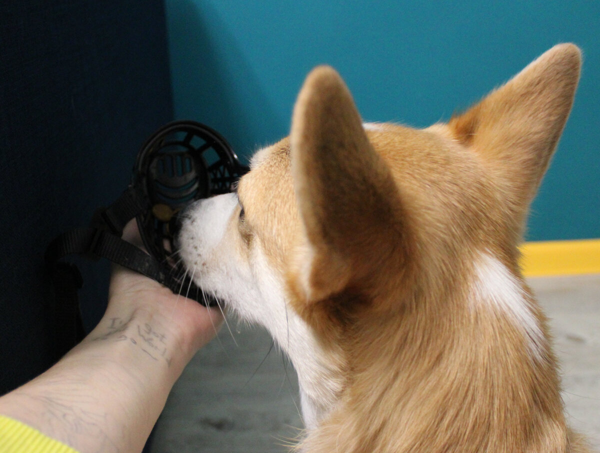 Что это там такое вкусненькое?