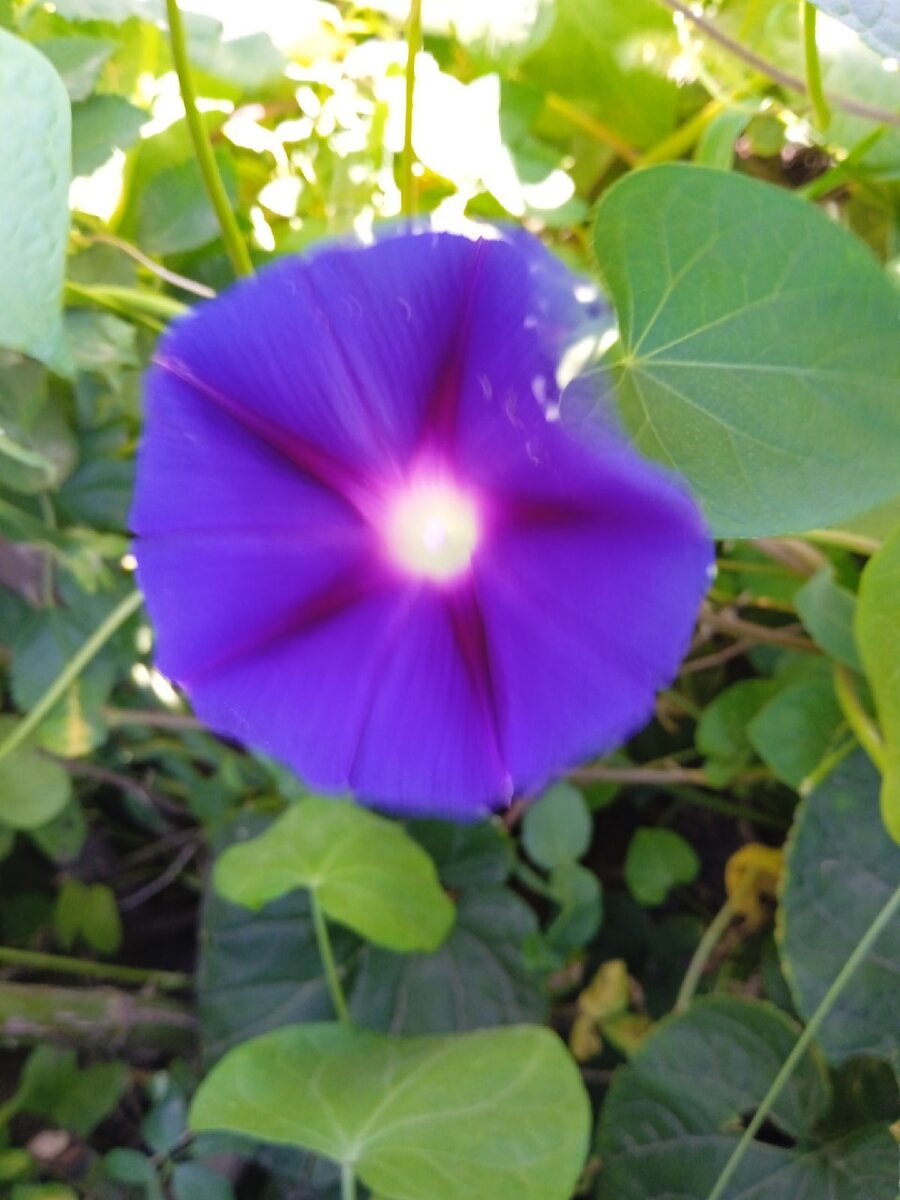 Вьюнок Ипомея