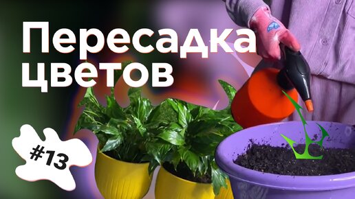 Пересадка комнатных растений – Просто повторяйте за нами!!