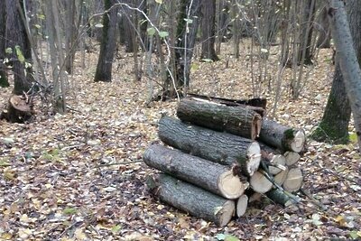    Работы по уборке неликвидной древесины ©Комитет лесного хозяйства Московской области