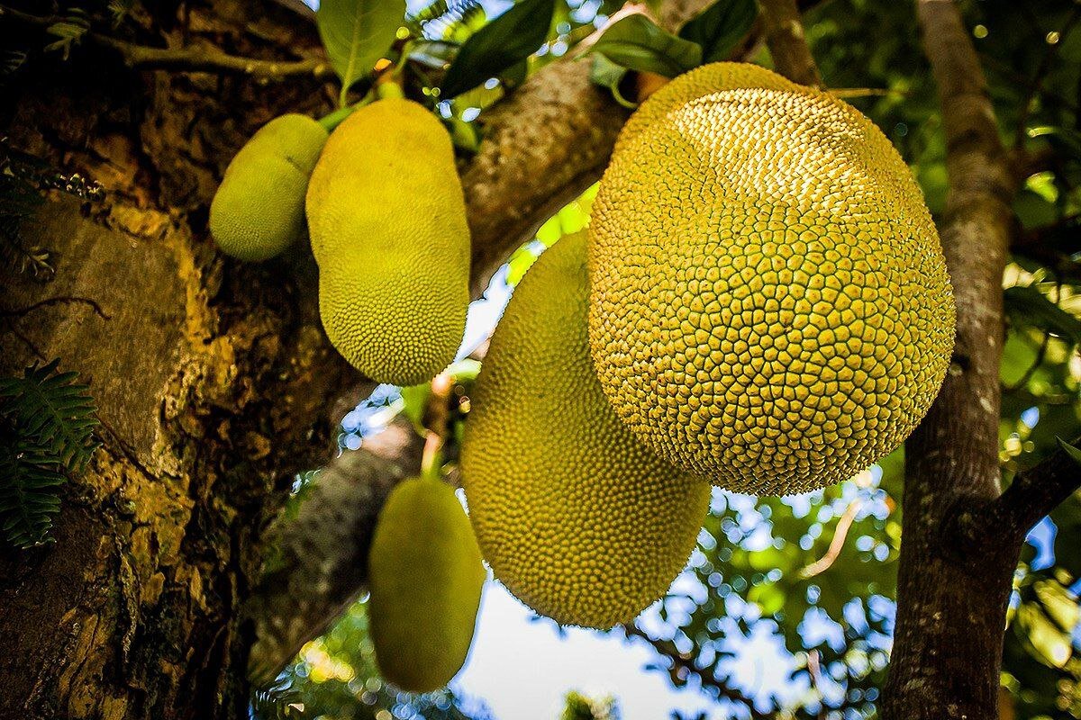 #уникальныерастенияКетемф – это самый сладкий кустарник на планете, который содержит тауматин – вещество слаще сахара в 100 000 раз. Если разбавить лишь 10 г тауматина в одной тонне воды, то раствор получится достаточно сладким. Кетемф растёт на африканском западе (от Сьерра-Леоне до Конго).