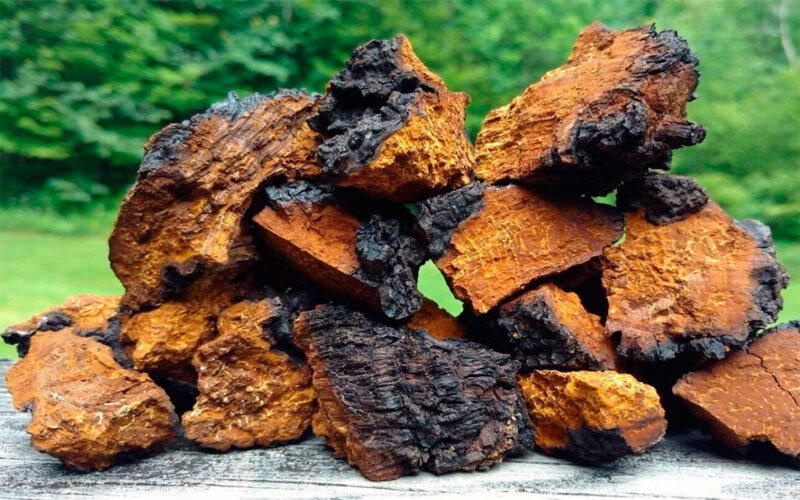 Нарезанная чага. 