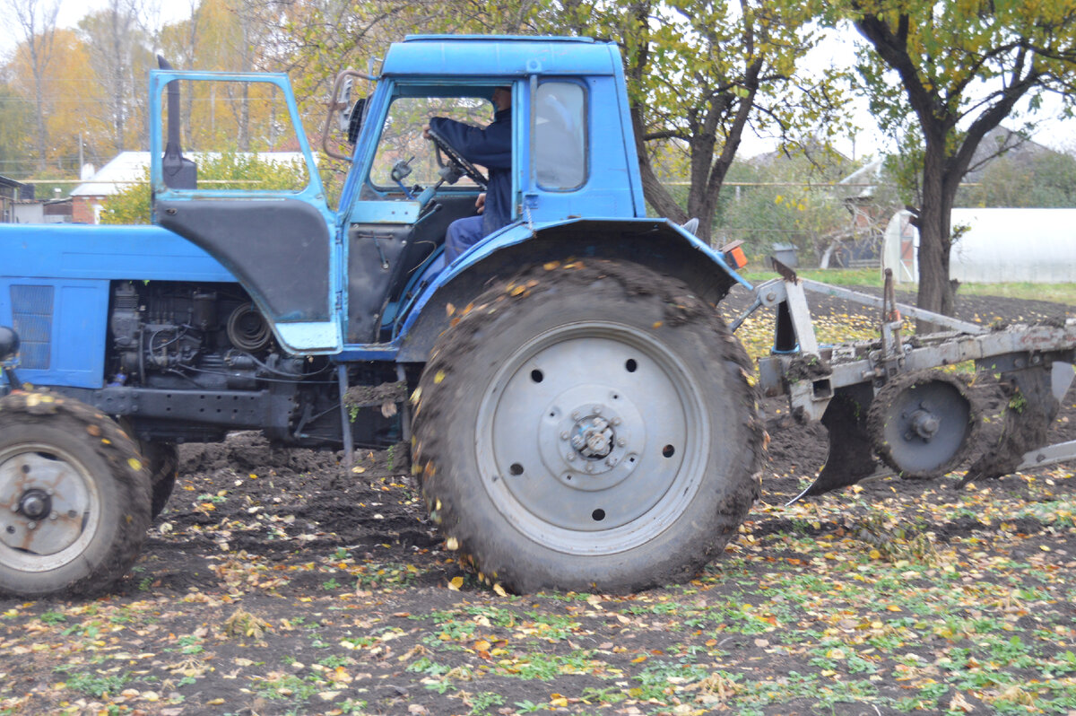 Фото автора. 06.11.2022. Трактор МТЗ–50 на вспашке огородов.