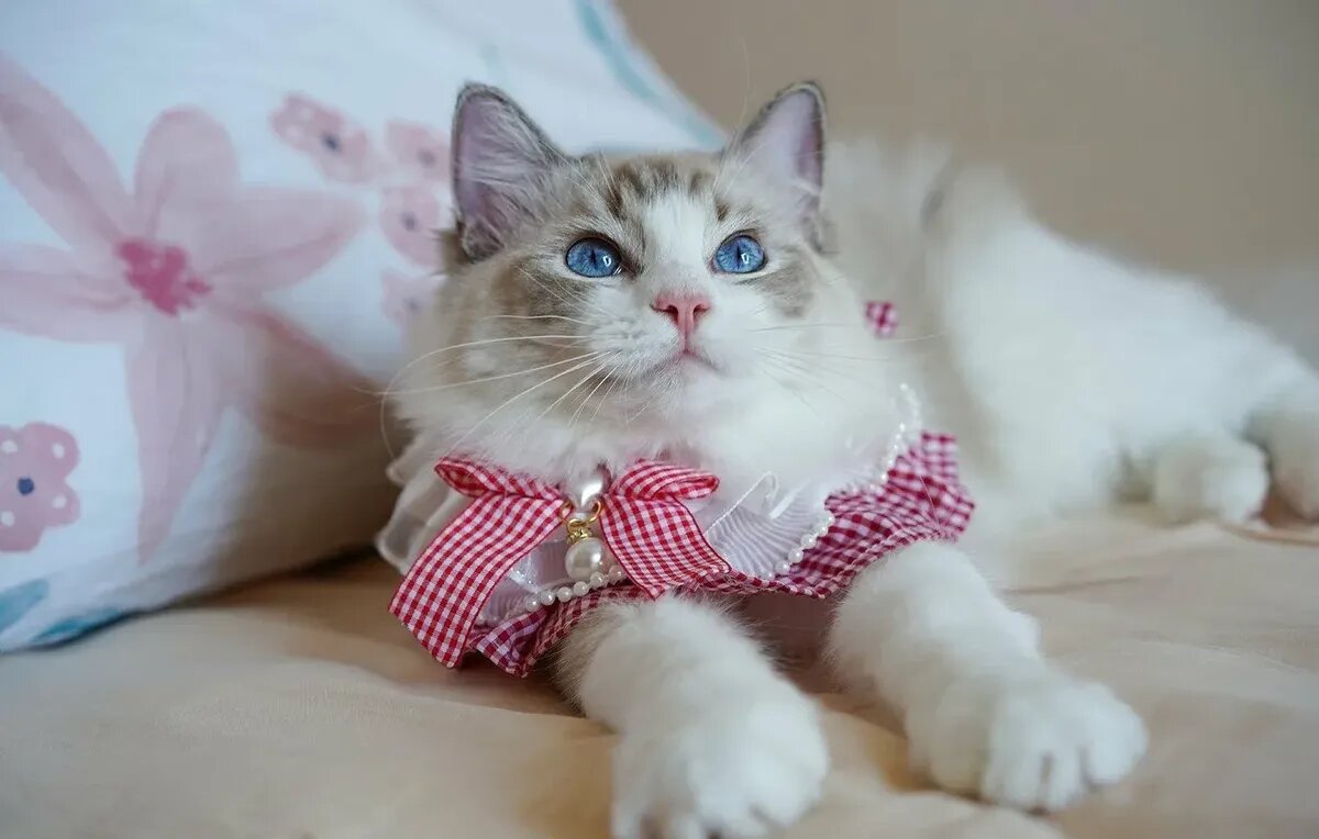 Фото: pxhere.com