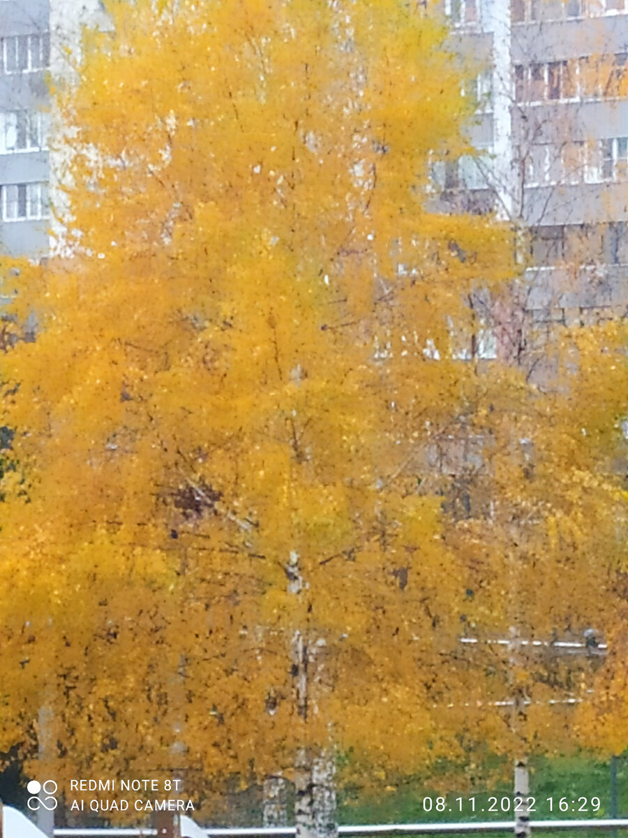 Красавицы-берёзки всю осень «баловались»: где-то давно облетели, а где-то «до последнего» держались.