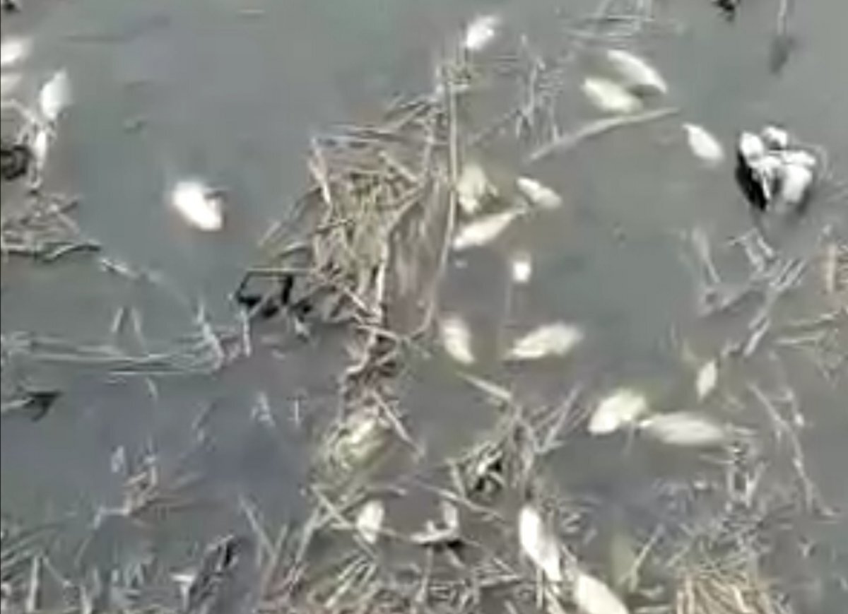    Туляки сообщают о мертвой рыбе в водоеме Куркинского района