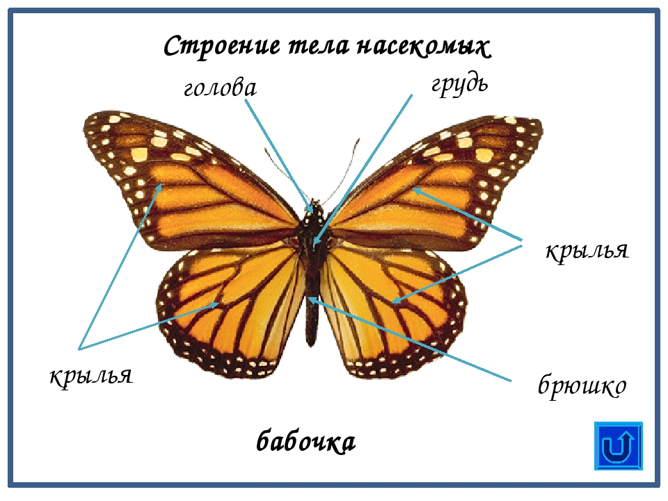 Название бабочек с картинками окружающий мир