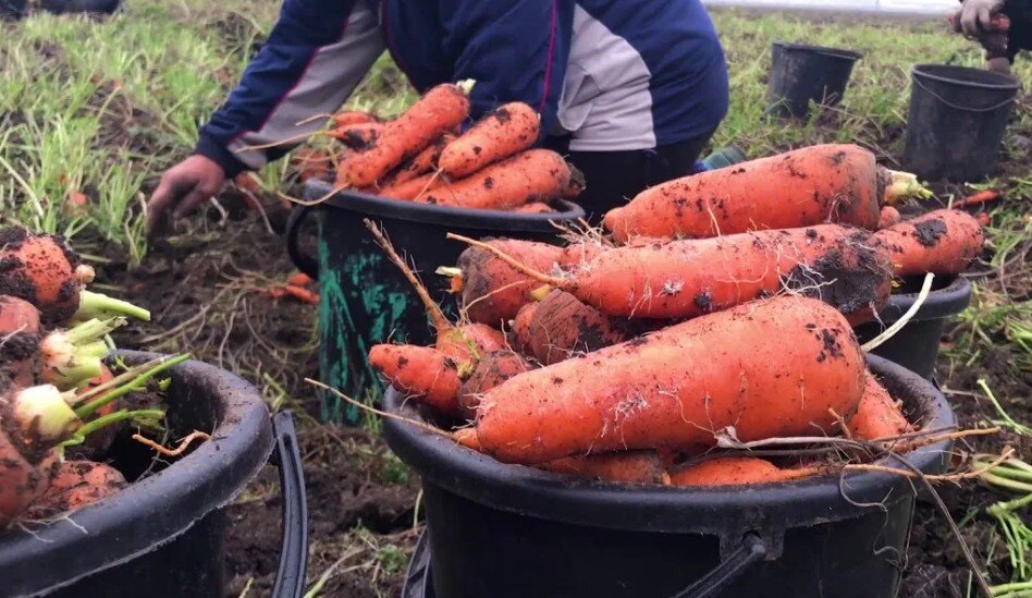 Всё о моркови | бородино-молодежка.рф - новости Новосибирской области