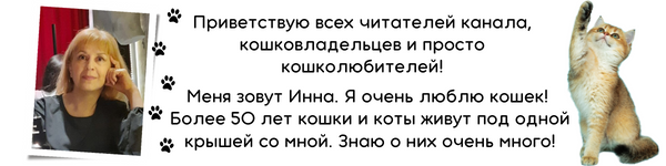 Как протекают схватки у кошек и что нужно знать владельцу | Hill's