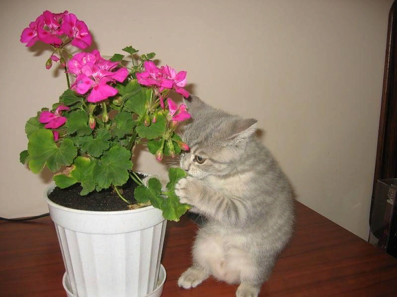 Кот и комнатные растения. Комнатные цветы для котов. Кот и герань. Кошка в цветочном горшке. Тюльпаны для кошек ядовиты или нет