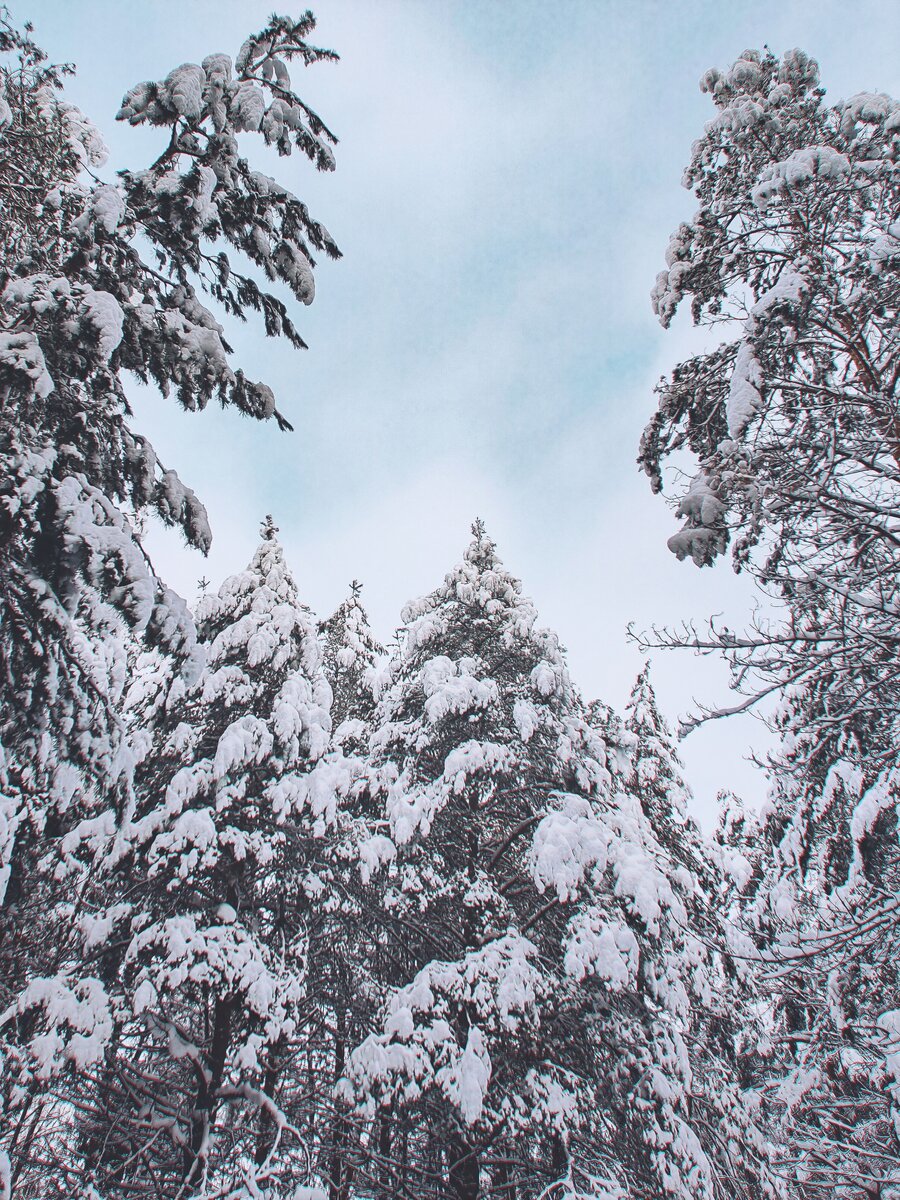 В сосновом лесу после ночного снегопада