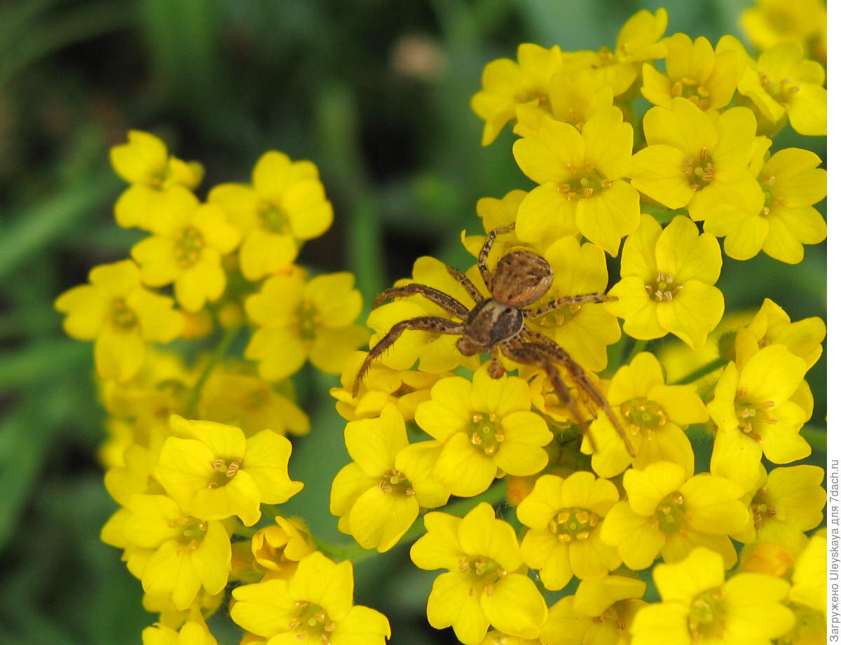 Бурачок скальный - требует стратификации