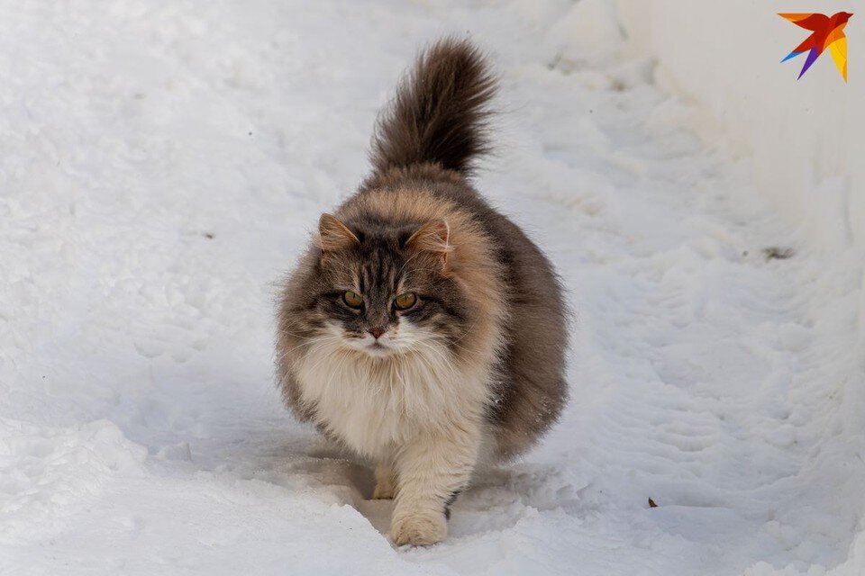     Пенсионерка спасала кота из электрощитовой, но сама погибла от удара током. Фотоиллюстрация: архив «КП» Михаил ФРОЛОВ