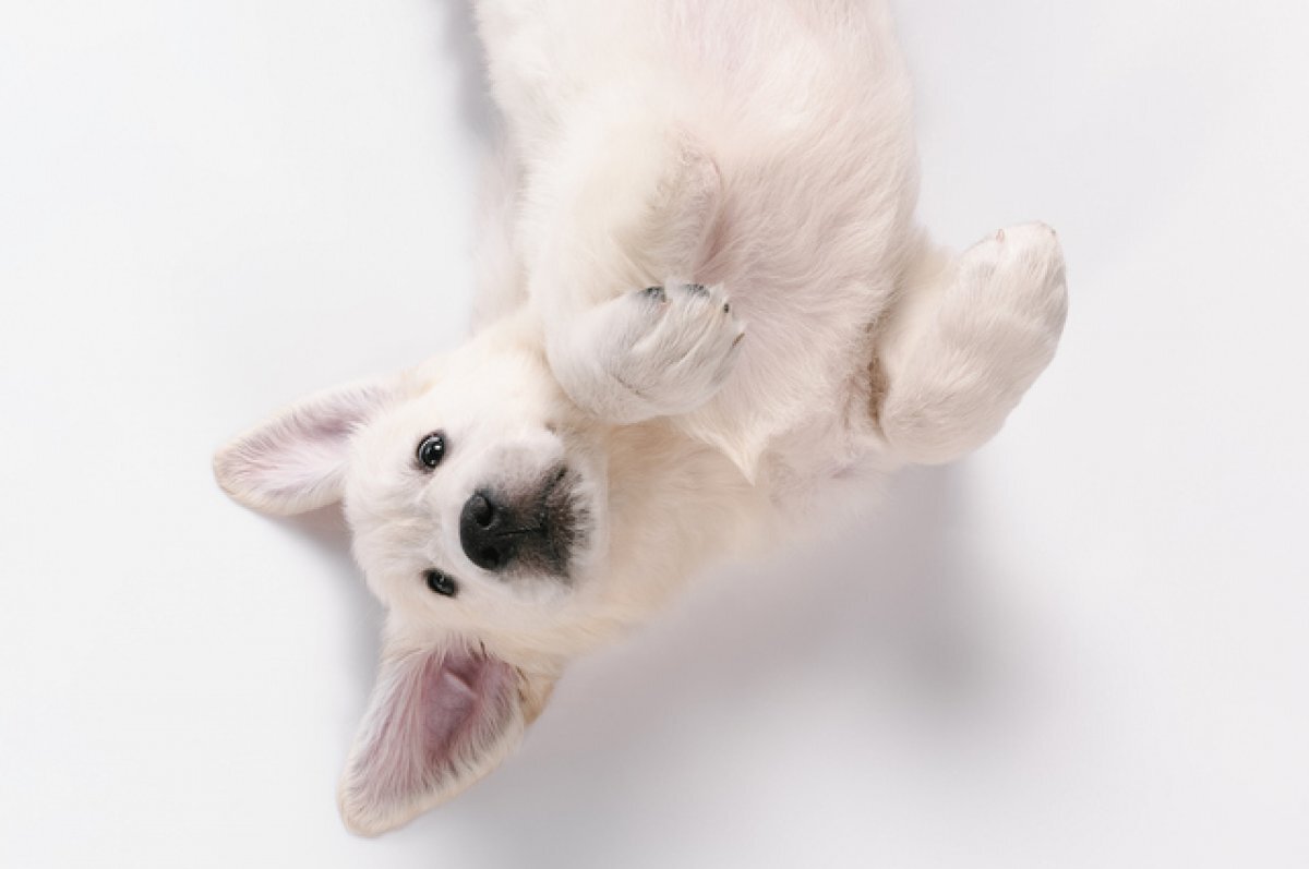    На мусорке в Оренбурге нашли щенков