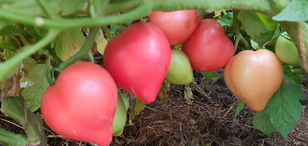 Идеальная форма помидоров