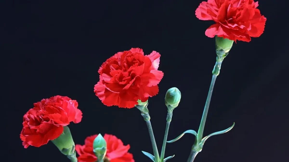 На похороны цветы подбирают в том числе и по их значению. Фото: www.piqsels.com