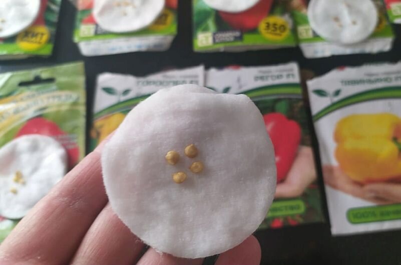 Посев провожу в благоприятные дни по Лунному календарю.