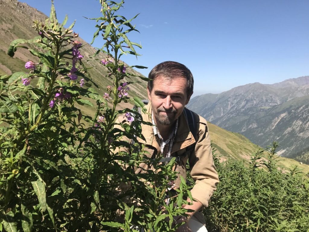 Высокогорный иван-чай. Казахстан, август 2022. Фотография Ольги Никандровой