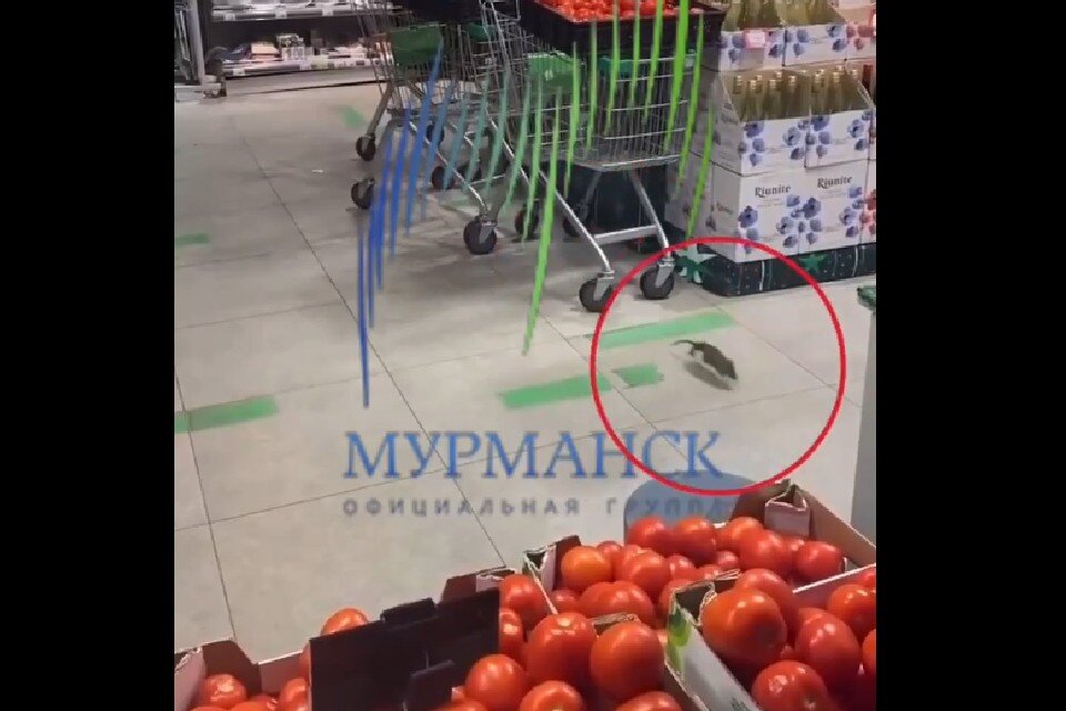     Нашествие хвостатых сняли на видео. Фото: vk.com/murmanskgroup