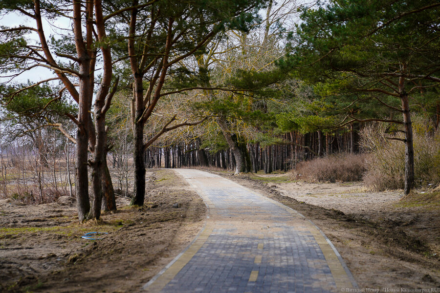Фото: Виталий Невар / Новый Калининград