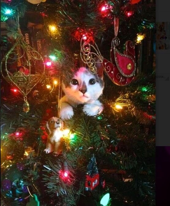 Самое лучшее украшение елки