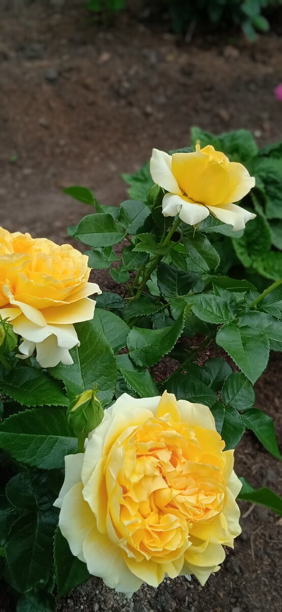 моя пусечка