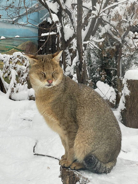   
 Фото: Московский зоопарк