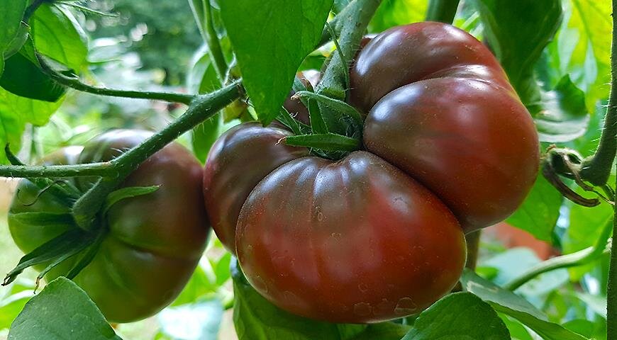 Самые лучшие сладкие томаты: обзор сортов