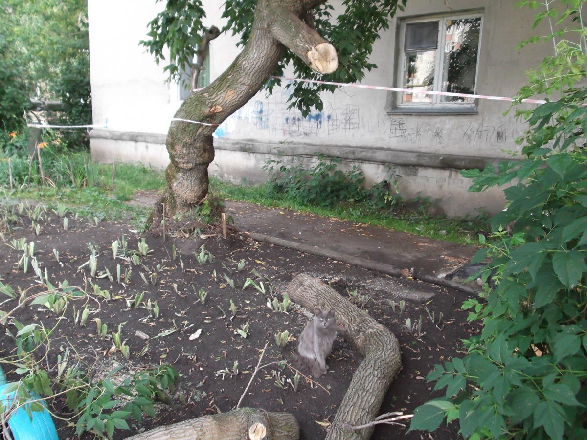 Котик Лапочка пришел помочь.