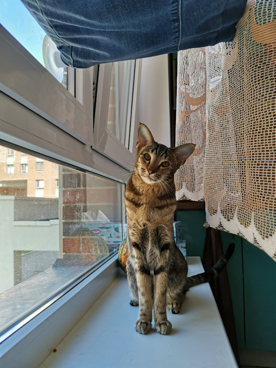 Невероятные факты о кошках (биология) | Бесконечные коты | Дзен