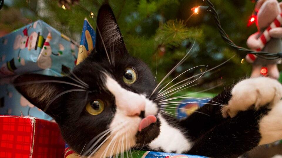 Фото: © Global Look Press/Robin Loznak/ZUMAPRESS.com