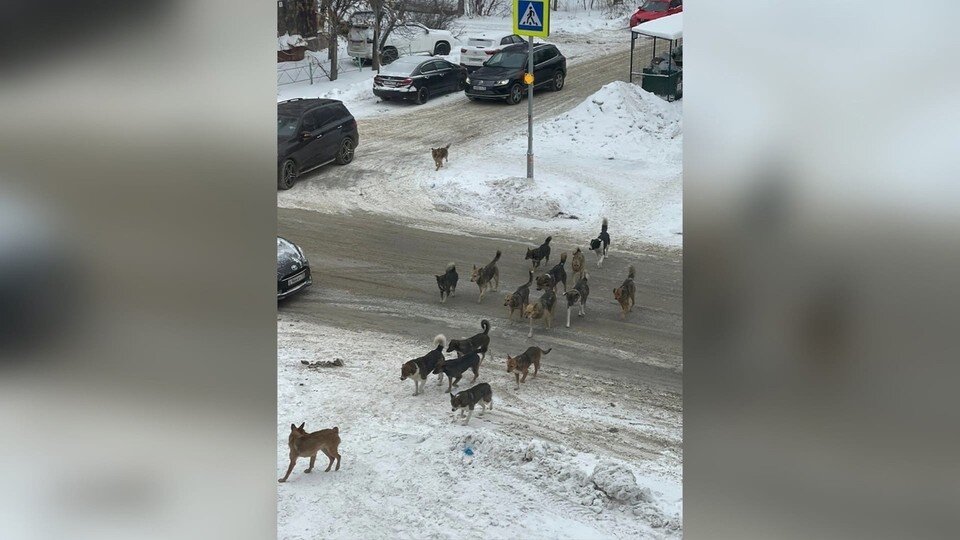     Фото: предоставлено очевидцем