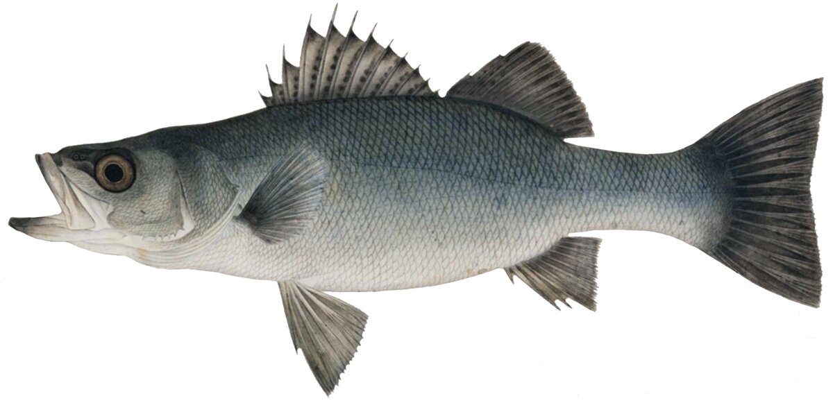 Lateolabrax japonicus