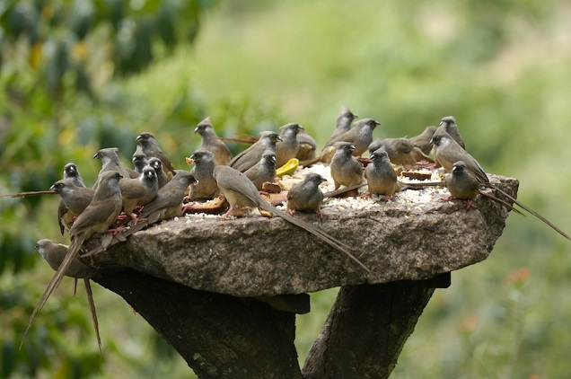 Птицы-мыши живут большими семьями